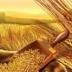 Glej pšenico in njen pomen De rast pšenice