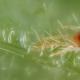 Ακάρεα: είδη παρασίτων και μέθοδοι καταπολέμησής τους Ποια φυτά εσωτερικού χώρου επηρεάζονται από τα ακάρεα της αράχνης