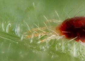 진드기 : 해충 유형 및 퇴치 방법 거미 진드기의 영향을받는 실내 식물