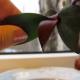 Cómo plantar bebés de orquídeas: por favor