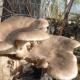 Gljive koje rastu na panjevima Gljive na panjevima, rastu