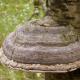 Comment manger le champignon de l'amadou et comment l'enlever d'un arbre